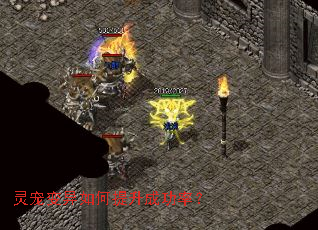 ��������������ɹ��ʣ�